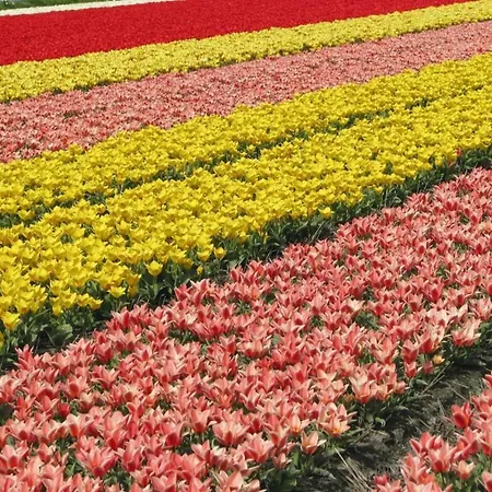 Tatil parkı Landal Dunimar Noordwijkerhout
